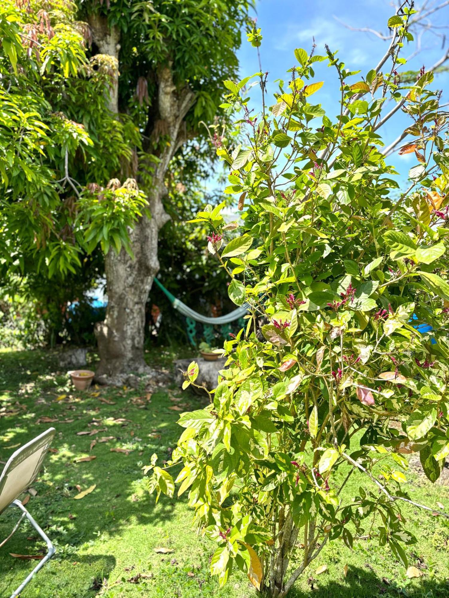La Maison Creole Du Flamboyant - Proche Des Plages Anse-Bertrand Exteriör bild